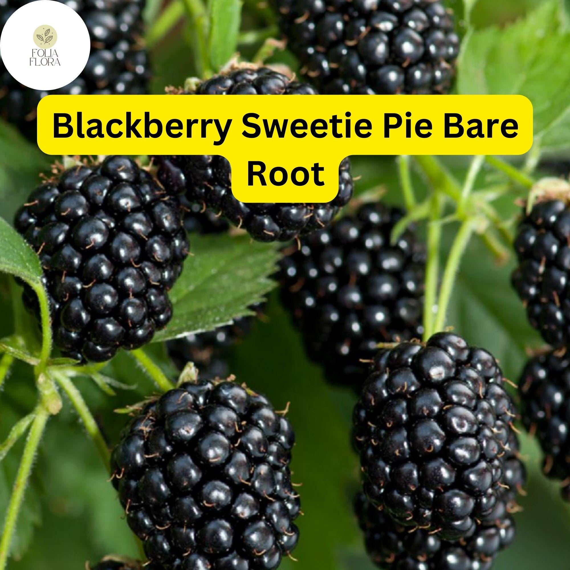 Sweetie Pie Blackberry Plant, Rubus, Bare Root Starter, Disease-Resistant, Heat-Tolerant, High-Yield, Fresh Eating