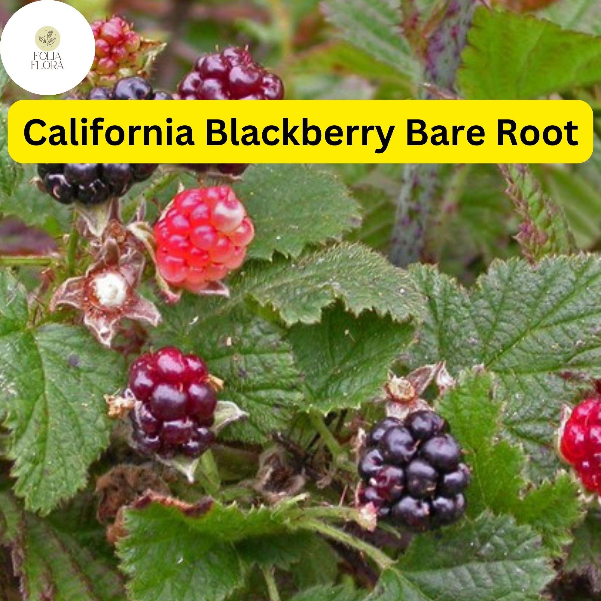 California Blackberry Plant - Organic Bare Root 10-15" Fruit-bearing Rubus ursinus