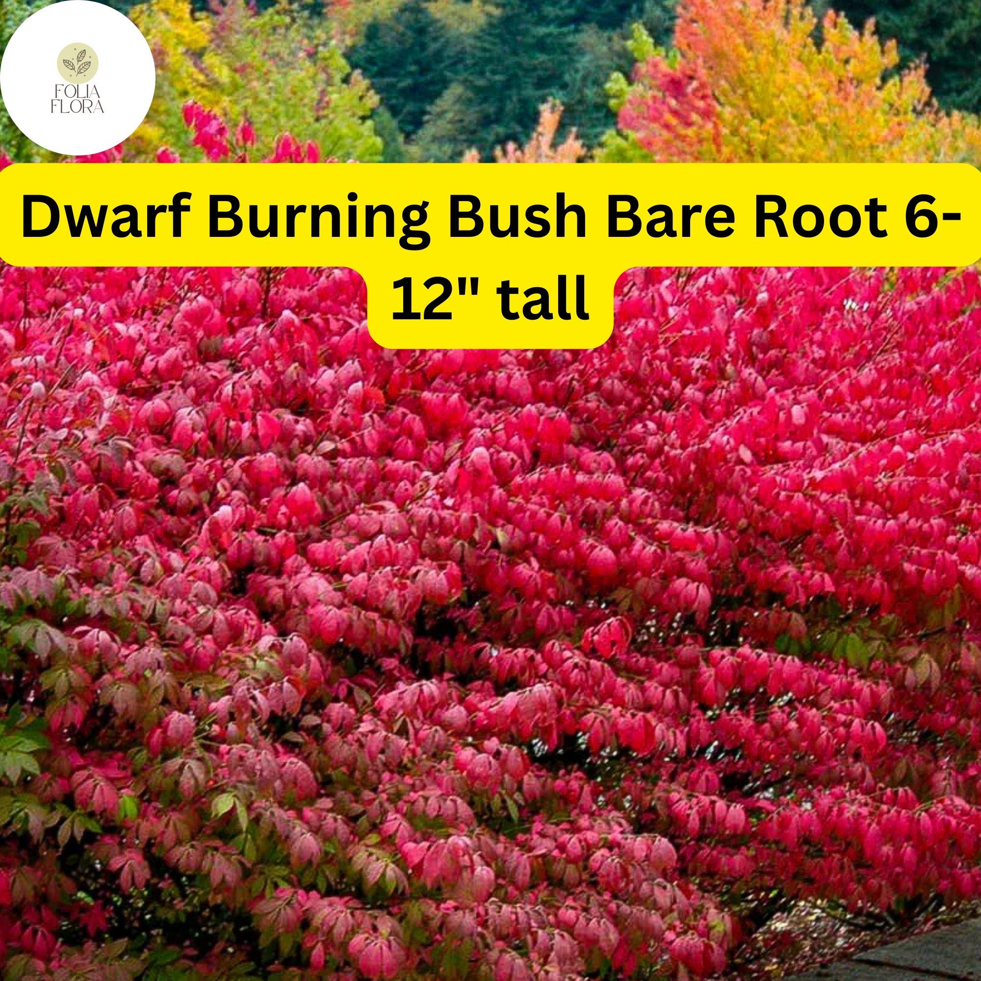 Dwarf Burning Bush Bare Root Shrub Euonymus alatus - Vibrant Red Fall Foliage, Compact, Hardy Landscape Plant