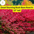 Dwarf Burning Bush Bare Root Shrub Euonymus alatus - Vibrant Red Fall Foliage, Compact Deciduous Hedge or Accent Plant