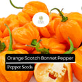 Orange Scotch Bonnet Pepper Seeds – Heirloom, Non-GMO, Hot & Spicy, Capsicum chinense, Bright Orange, 20 Seeds