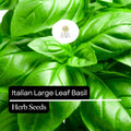 200 Italian Large Leaf Basil Seeds – Heirloom, Non-GMO, Aromatic Herb for Pesto, Salads, and Cooking – Ocimum basilicum