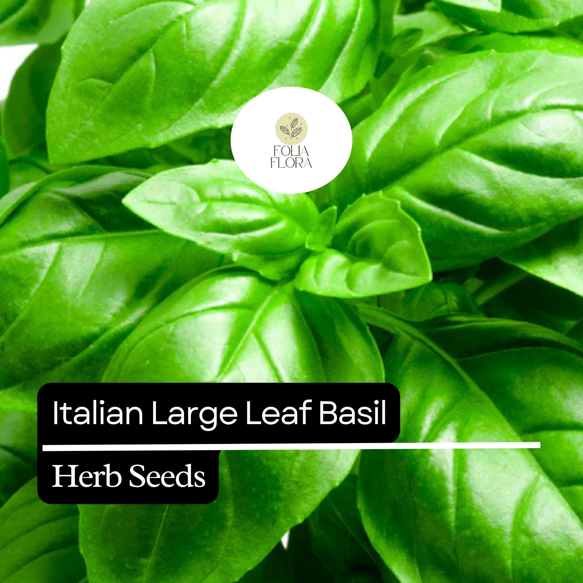 200 Italian Large Leaf Basil Seeds – Heirloom, Non-GMO, Aromatic Herb for Pesto, Salads, and Cooking – Ocimum basilicum