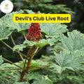 Devil's Club Live Root – 6 Inch Oplopanax horridus Native Plant for Woodland Gardens & Shade Gardens