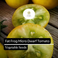15 Fat Frog Micro Dwarf Tomato Seeds – Heirloom, Non-GMO, Compact Cherry Tomato Solanum lycopersicum