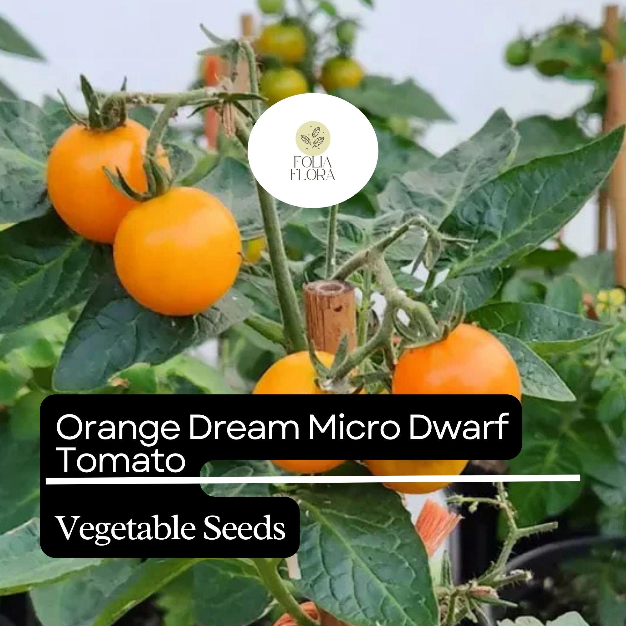 15 Orange Dream Micro Dwarf Tomato Seeds – Heirloom, Non-GMO, Compact, High-Yield, Cherry Orange Solanum lycopersicum