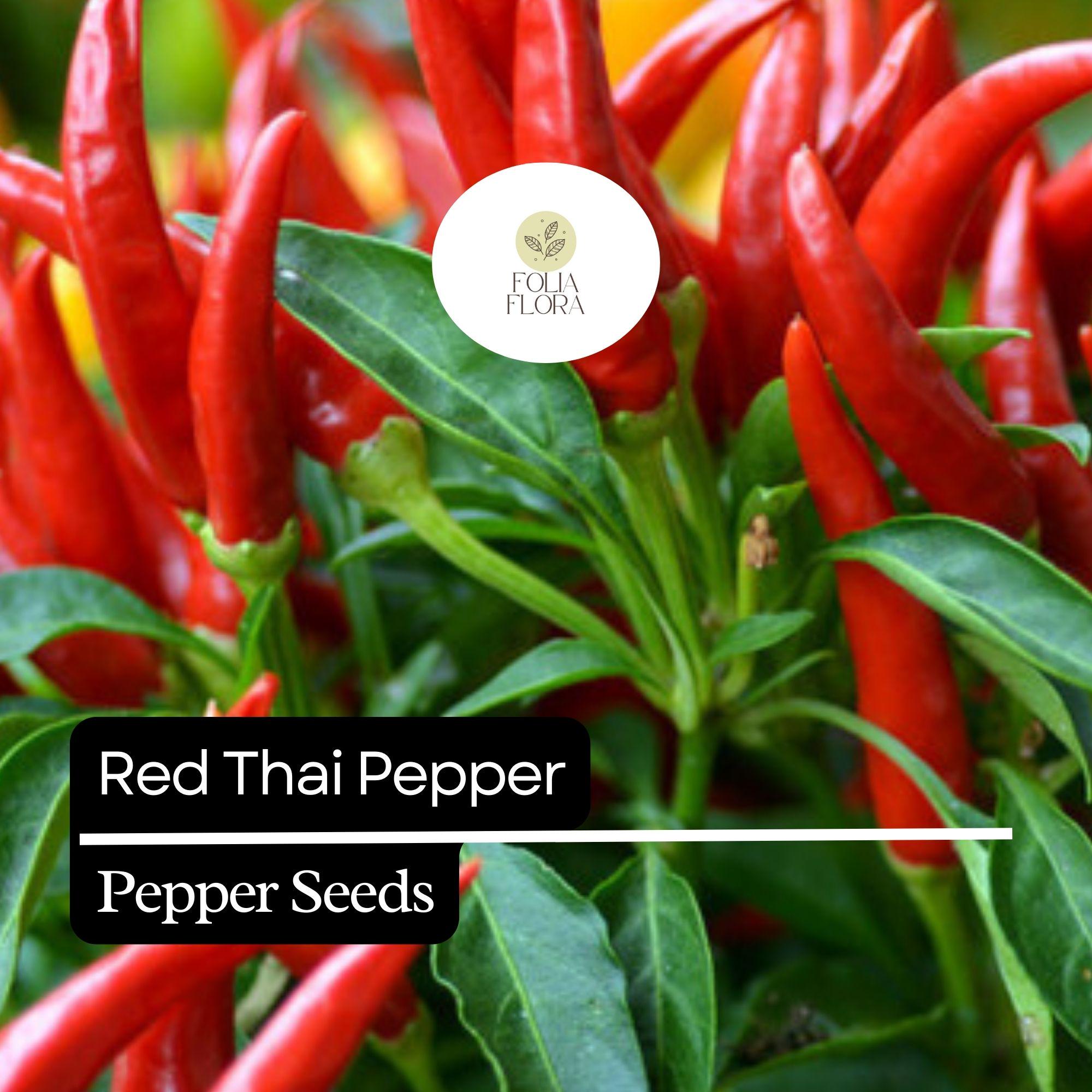Red Thai Pepper Seeds – Heirloom Non-GMO Chili Seeds for Spicy Cuisine, High-Yield Capsicum annuum, Bright Red, 20 Seeds