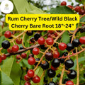 Wild Black Cherry Tree Bare Root Plant – Prunus serotina, 18-24 Inches, Wildlife-Friendly, Spring Blooms, Edible Black Fruit