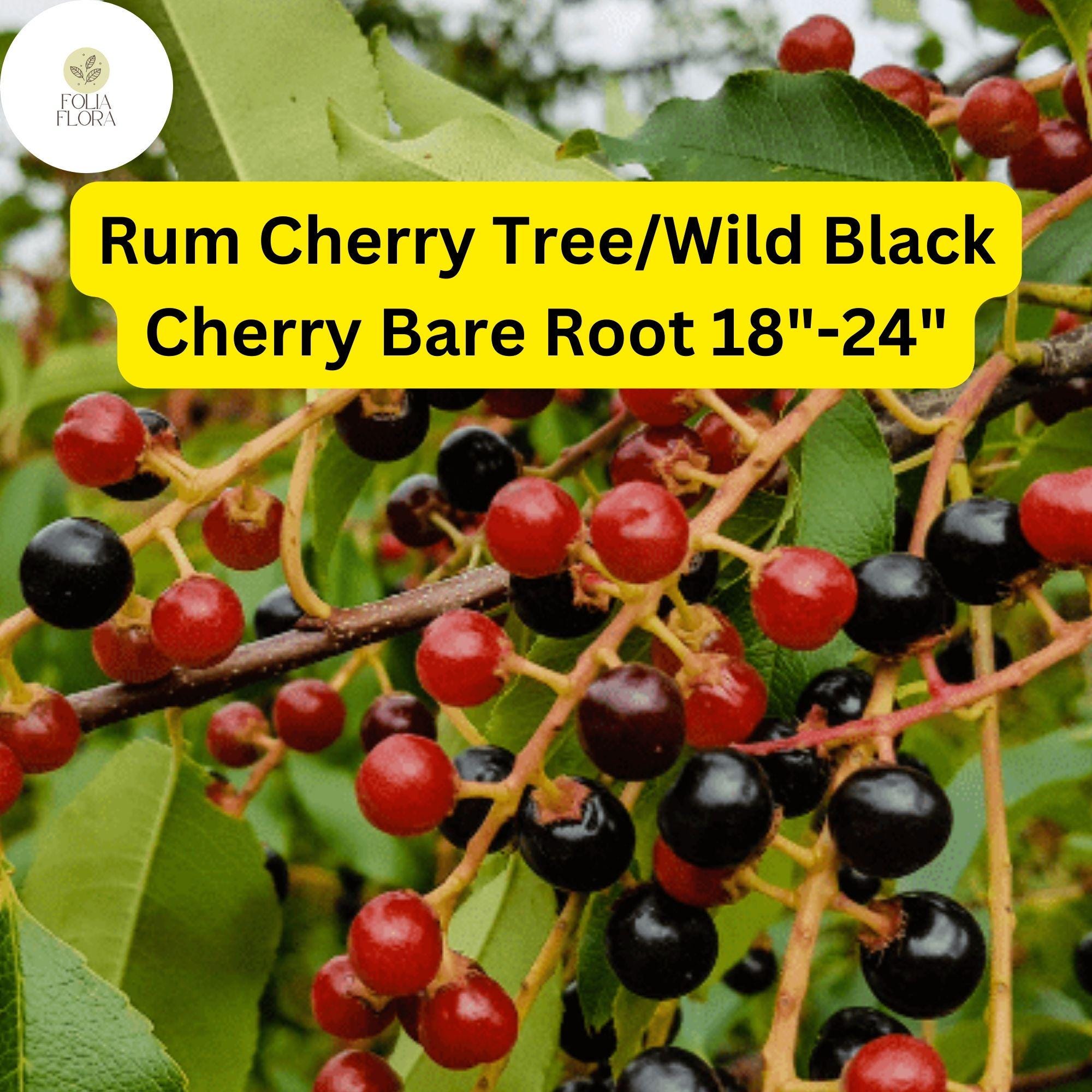 Wild Black Cherry Tree Bare Root Plant – Prunus serotina, 18-24 Inches, Wildlife-Friendly, Spring Blooms, Edible Black Fruit