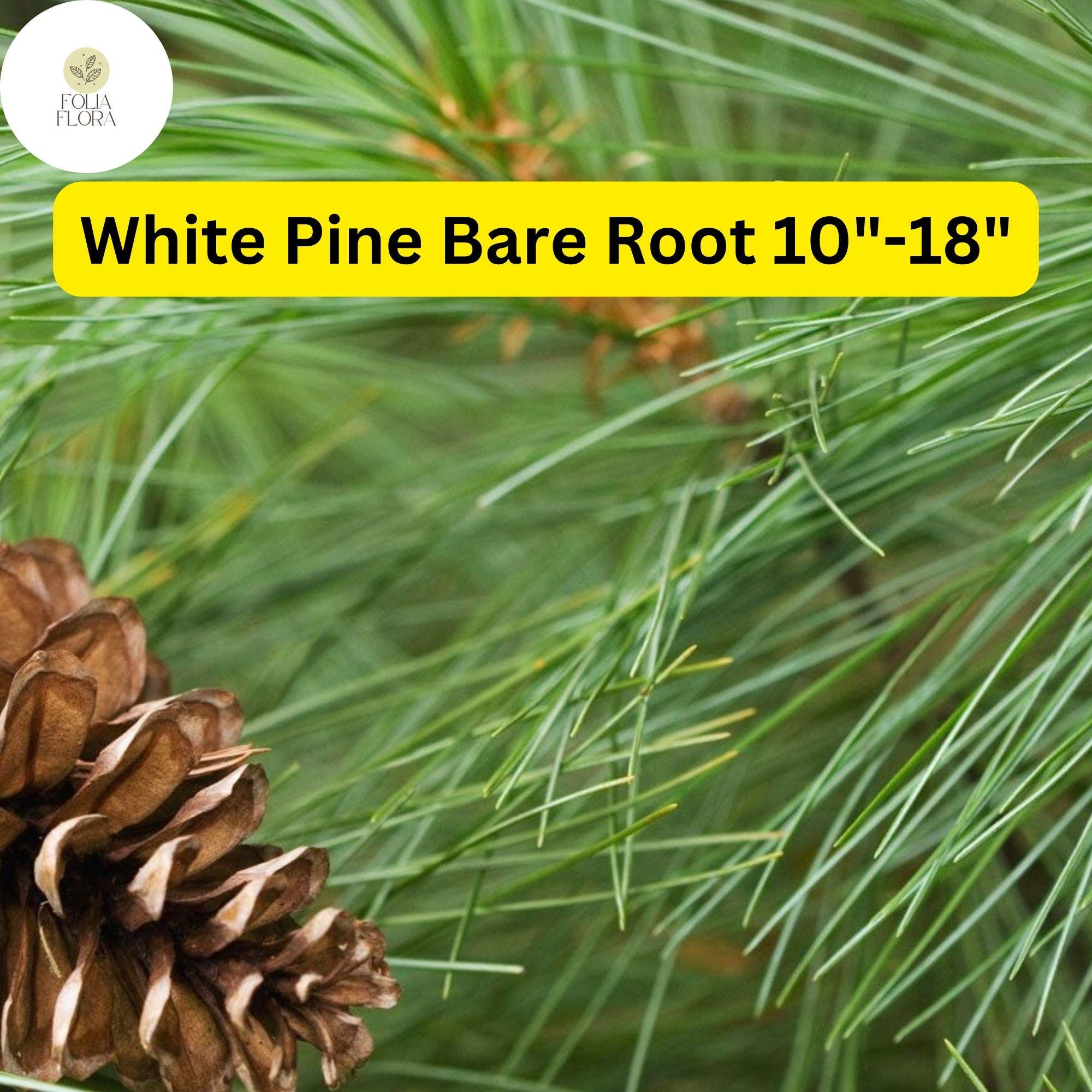 White Pine Tree Bare Root Plant 10-18 Inches, Evergreen, Pinus strobus for Landscaping, Privacy, Windbreaks