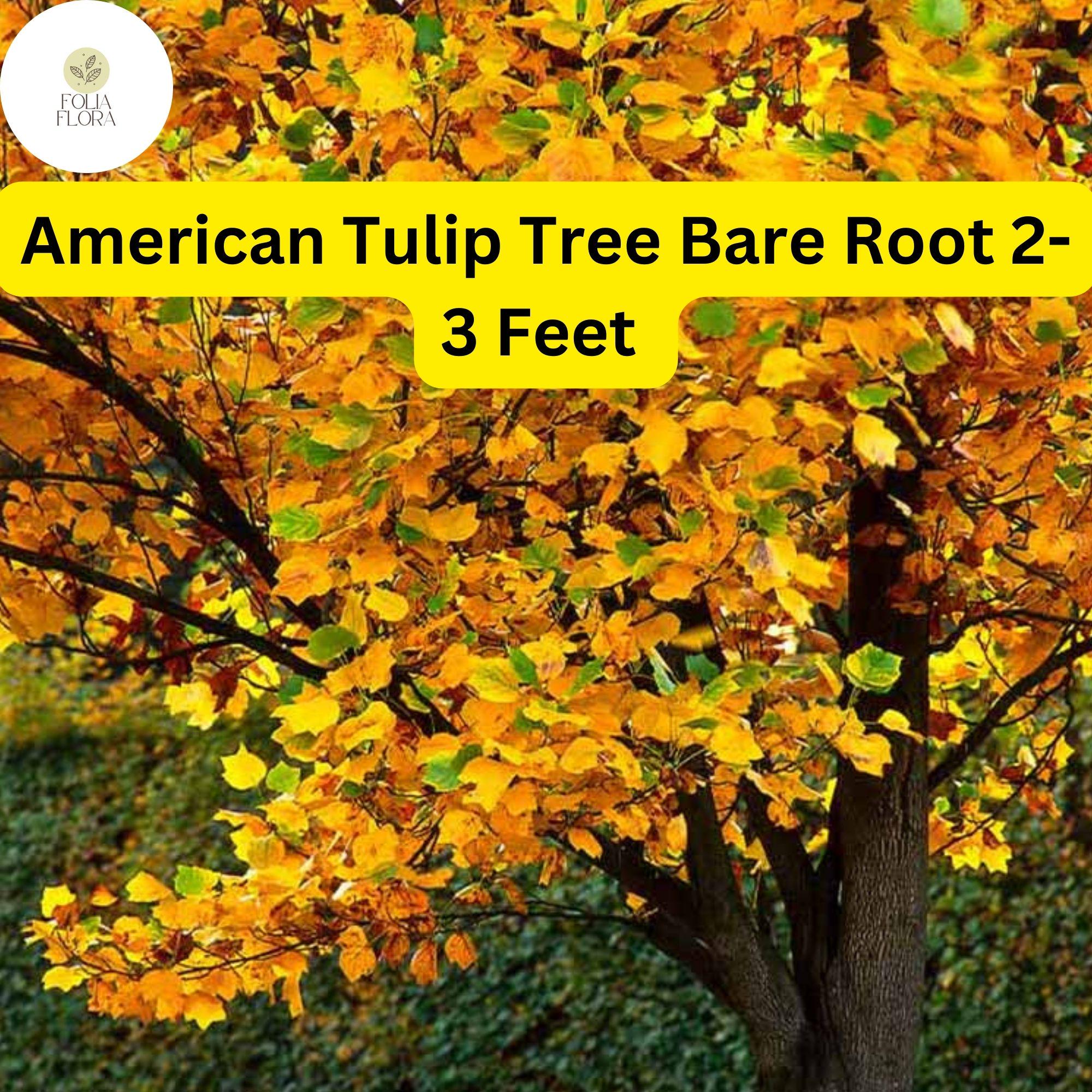 American Tulip Tree Bare Root Plant – 2-3 ft, Fast-Growing Shade Tree with Tulip-Shaped Flowers, Liriodendron tulipifera