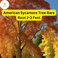 American Sycamore Tree – Live Bare Root Plant, Fast-Growing Shade Tree, Platanus occidentalis