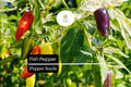20 Fish Pepper Seeds – Heirloom Non-GMO Spicy Chili Capsicum annuum, Striped Ornamental Fruit, High-Yield, Compact Plant