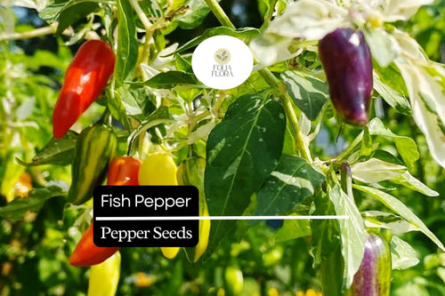 20 Fish Pepper Seeds – Heirloom Non-GMO Spicy Chili Capsicum annuum, Striped Ornamental Fruit, High-Yield, Compact Plant