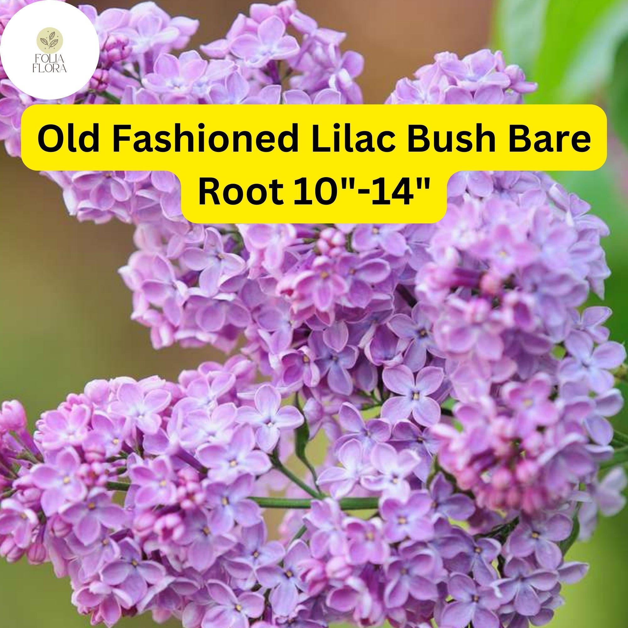 Old Fashioned Lilac Bush – Fragrant Purple Flowers, Bare Root Syringa vulgaris, Hardy Shrub for Gardens Zones 3-7