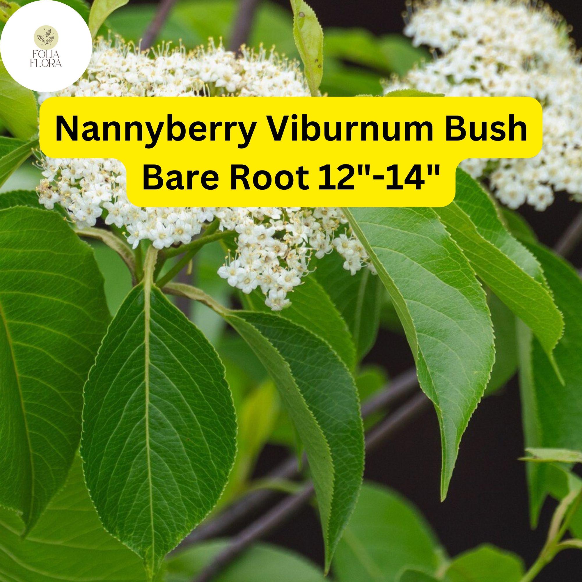 Nannyberry Viburnum Bush Bare Root Plant 12-14" | Viburnum lentago | Deciduous Shrub for Hedgerows & Wildlife