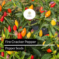 Firecracker Pepper Seeds – Heirloom, Non-GMO, High Yield, Compact, Spicy Capsicum annuum