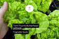 1000 Tom Thumb Lettuce Seeds – Mini Heirloom Butterhead, Bright Green, Fast-Growing Lactuca sativa for Containers & Small Gardens