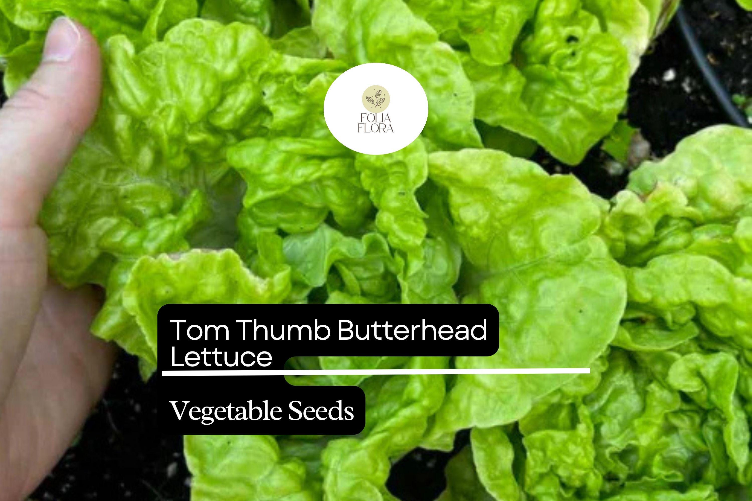 1000 Tom Thumb Lettuce Seeds – Mini Heirloom Butterhead, Bright Green, Fast-Growing Lactuca sativa for Containers & Small Gardens