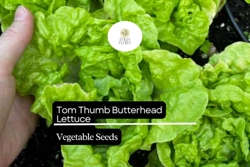 1000 Tom Thumb Lettuce Seeds – Mini Heirloom Butterhead, Bright Green, Fast-Growing Lactuca sativa for Containers & Small Gardens