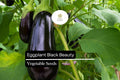 Black Beauty Eggplant Seeds – Heirloom, Non-GMO, High-Yield, Solanum melongena, Deep Purple, 150 Seeds