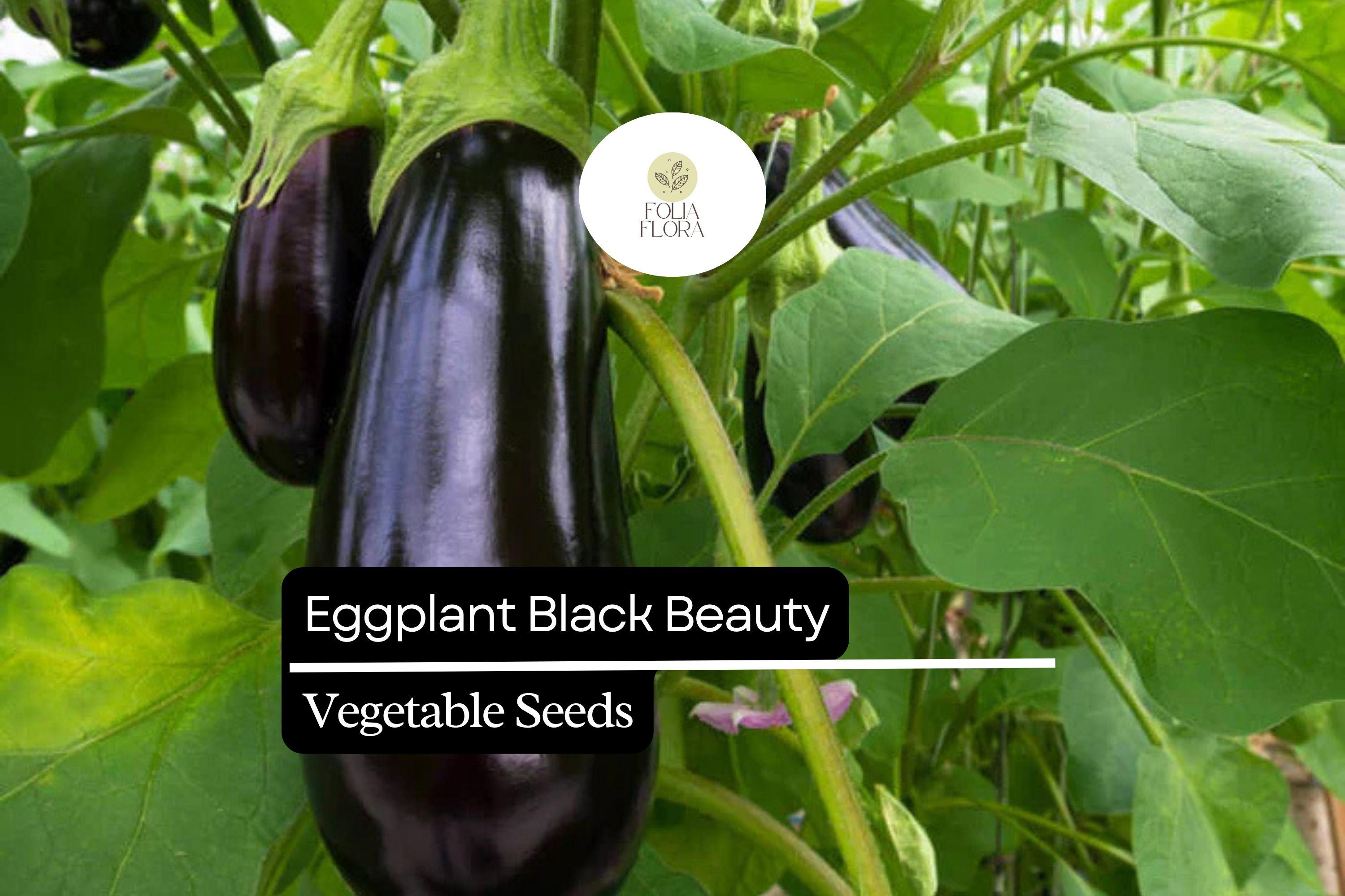 Black Beauty Eggplant Seeds – Heirloom, Non-GMO, High-Yield, Solanum melongena, Deep Purple, 150 Seeds