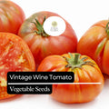 Vintage Wine Tomato Seeds – Heirloom Pink & Gold Striped Beefsteak Solanum lycopersicum, 30 Seeds