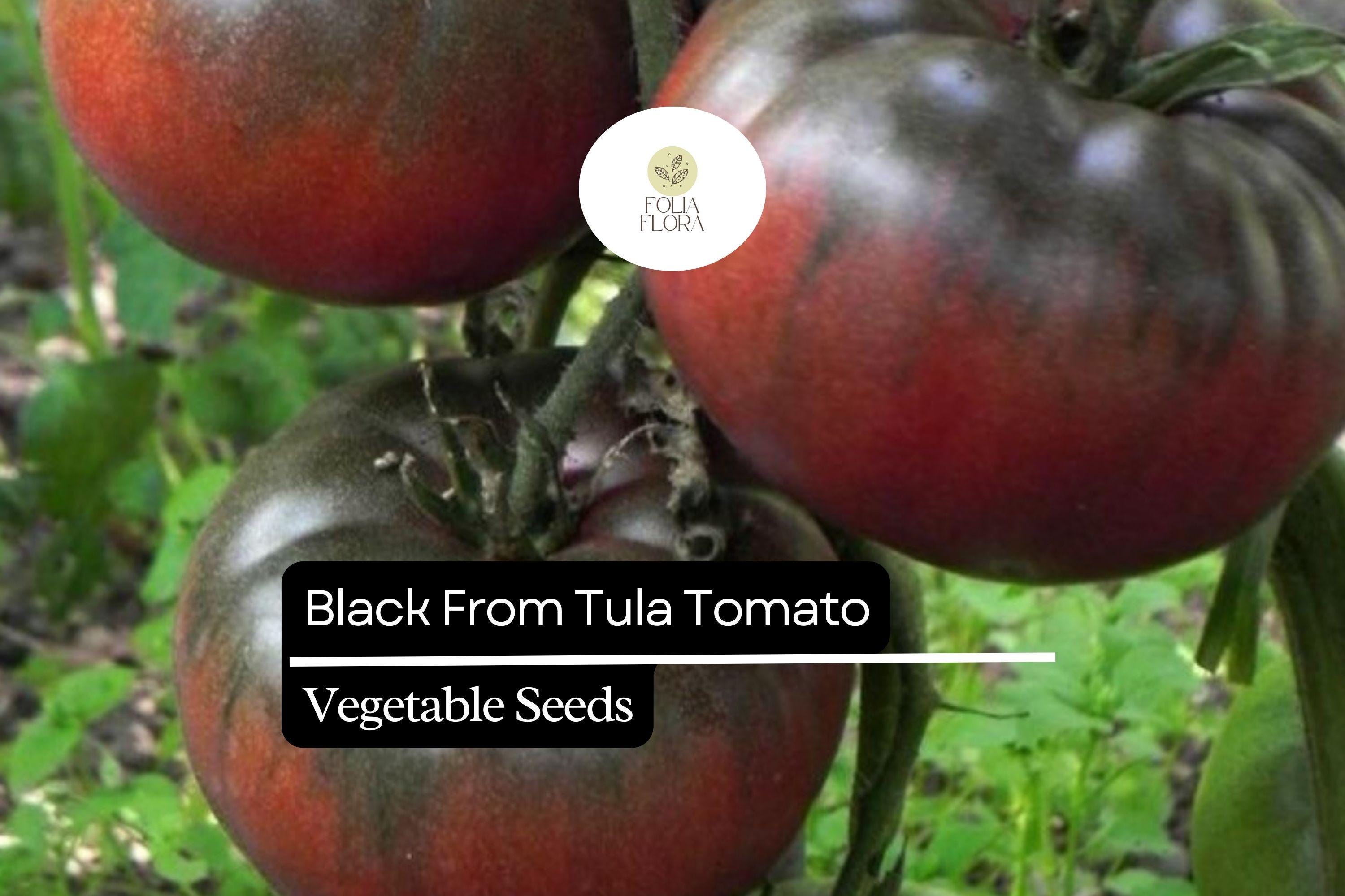 Black From Tula Tomato Seeds – Heirloom Beefsteak, Deep Reddish-Brown, High-Yielding, Indeterminate, Solanum lycopersicum