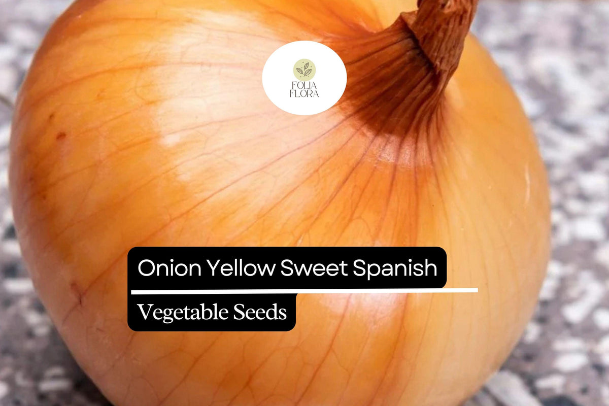 Yellow Spanish Sweet Onion Seeds – Allium cepa Heirloom Large Bulbs, Mild Flavor, High-Yielding, Perfect for Cooking & Gardening