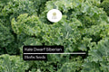 Dwarf Siberian Kale Seeds – Cold-Hardy, Heirloom, Nutrient-Rich, Compact Brassica napus for Fall & Winter Gardening