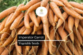 300 Imperator Carrot Seeds – Heirloom Daucus Carota, Long, Sweet, Crisp Roots for Gardening & Farming