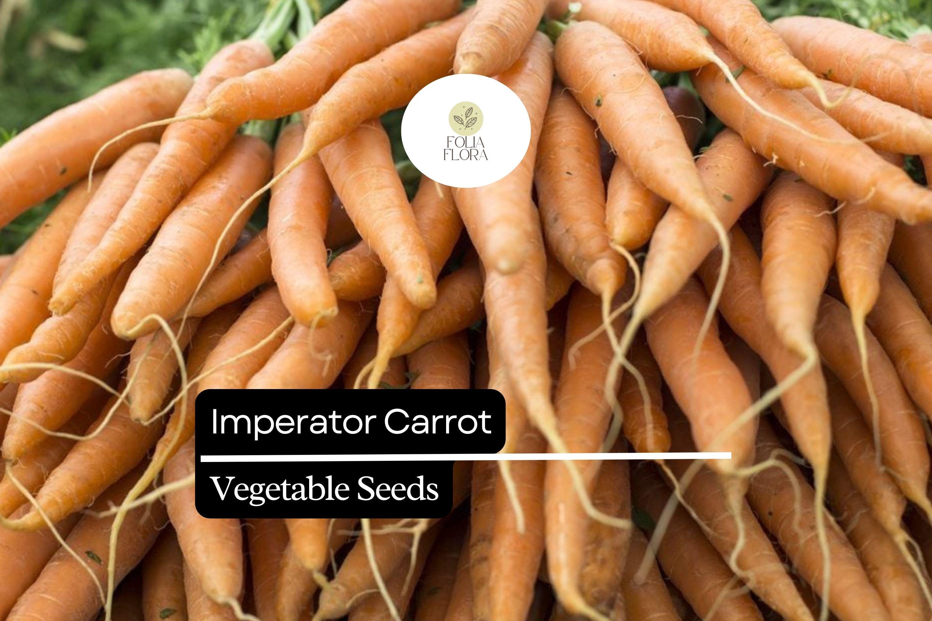 300 Imperator Carrot Seeds – Heirloom Daucus Carota, Long, Sweet, Crisp Roots for Gardening & Farming