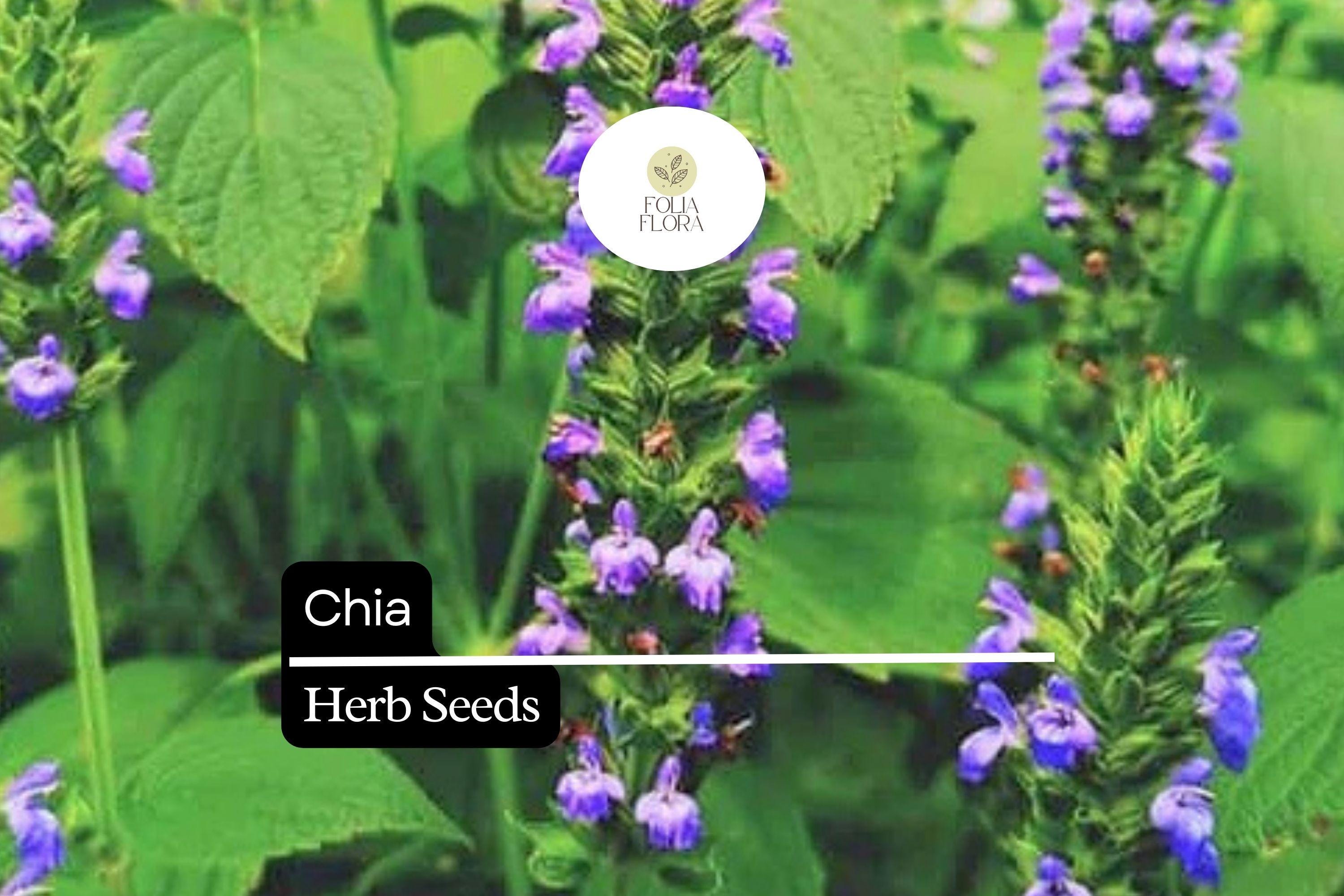 Chia Herb Seeds – Heirloom Salvia hispanica for Pollinator Gardens, Edible, Drought-Tolerant, Full Sun, 500 Seeds