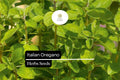 250 Italian Oregano Herb Seeds – Heirloom, Aromatic, Perennial, Origanum vulgare for Cooking & Pollinator Gardens