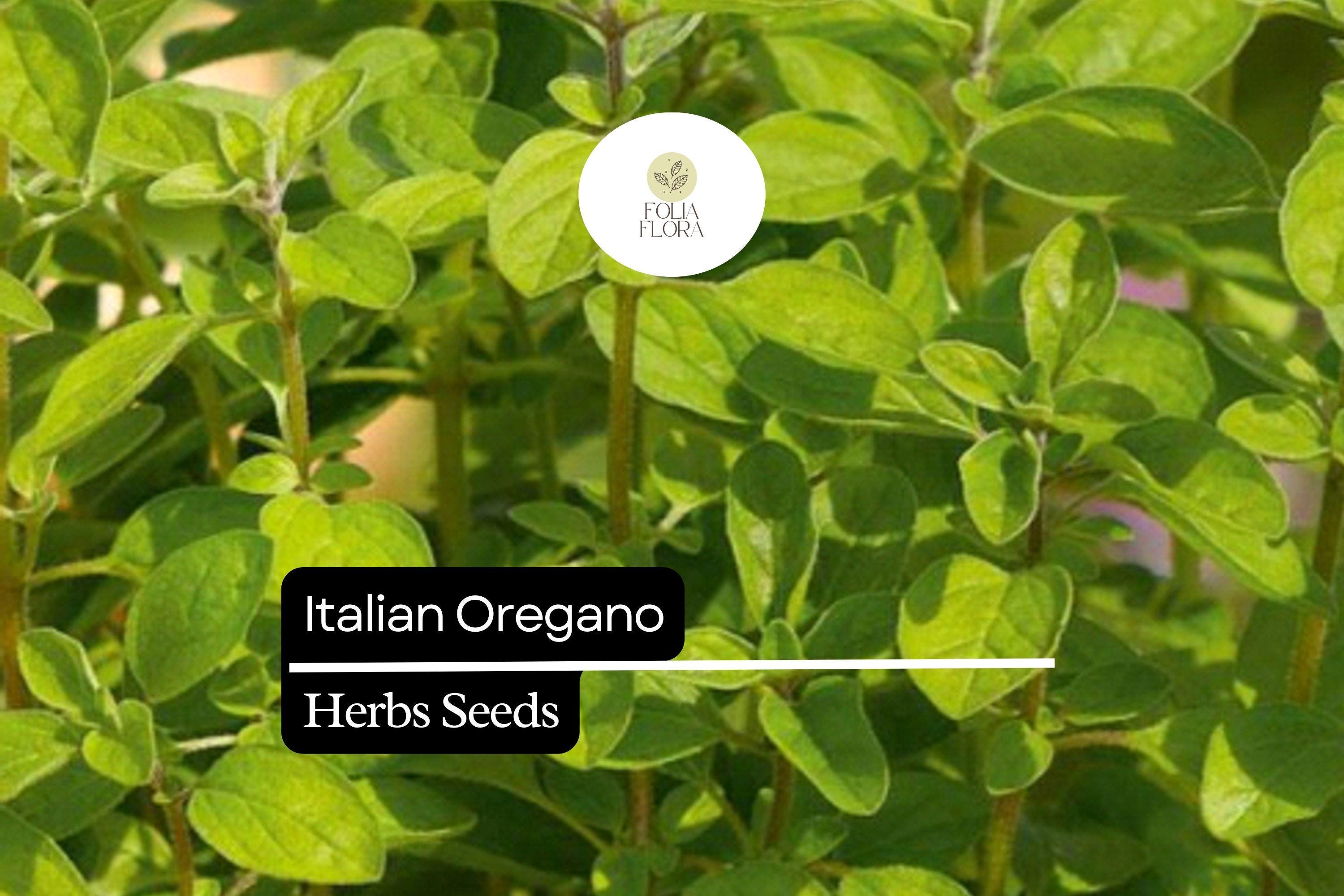 250 Italian Oregano Herb Seeds – Heirloom, Aromatic, Perennial, Origanum vulgare for Cooking & Pollinator Gardens
