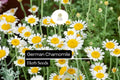German Chamomile Herb Seeds – Matricaria chamomilla – Heirloom, Pollinator-Friendly, Easy to Grow, Aromatic, Medicinal, Tea & Skincare