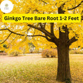 Ginkgo biloba Live Bare Root Tree – 1-2 Feet, Ornamental Deciduous Tree for Landscaping and Shade