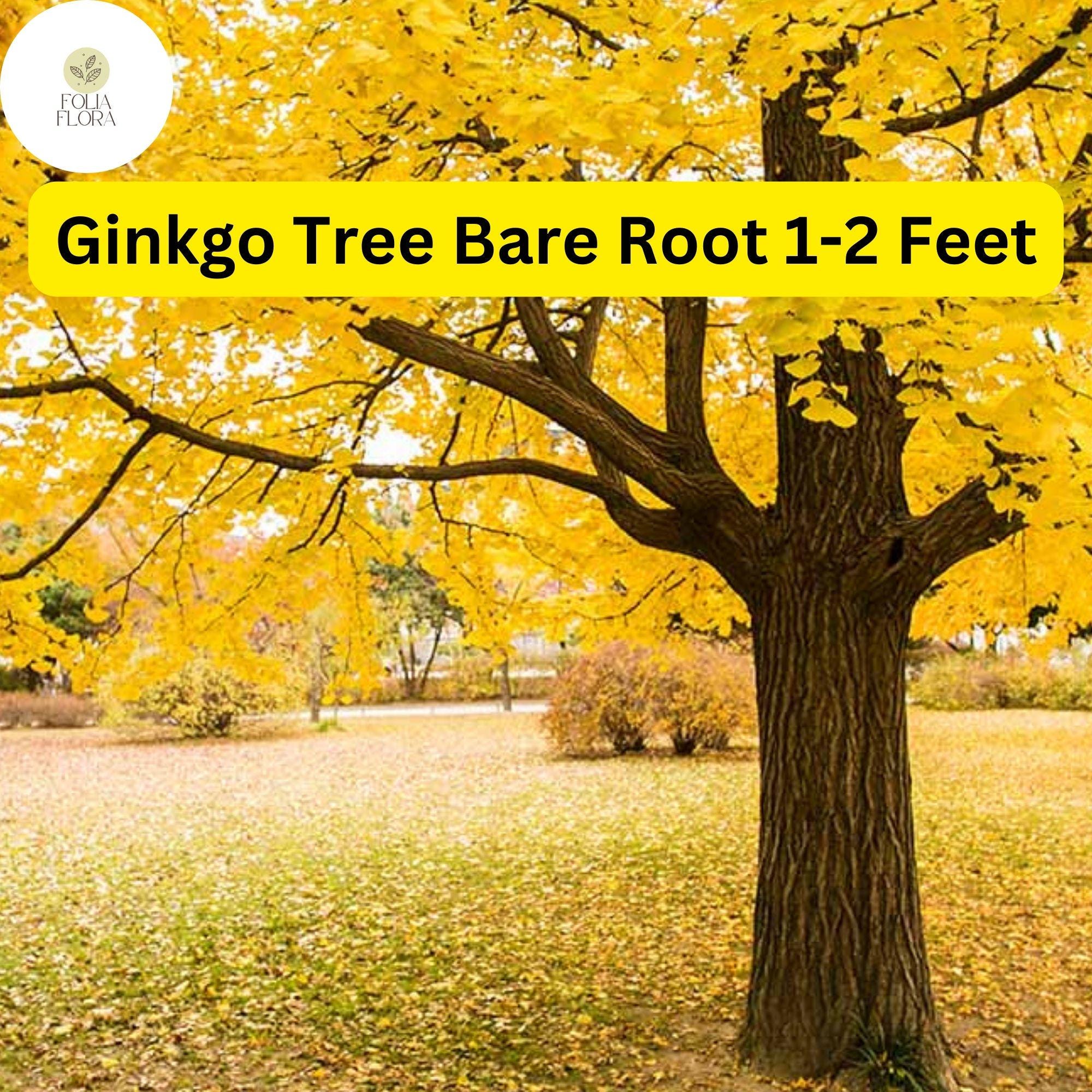 Ginkgo biloba Live Bare Root Tree – 1-2 Feet, Ornamental Deciduous Tree for Landscaping and Shade