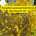Lynwood Gold Forsythia Shrub Bare Root Plant – Bright Yellow Flowers, Fast-Growing, Hardy Forsythia x intermedia, Zones 4-9