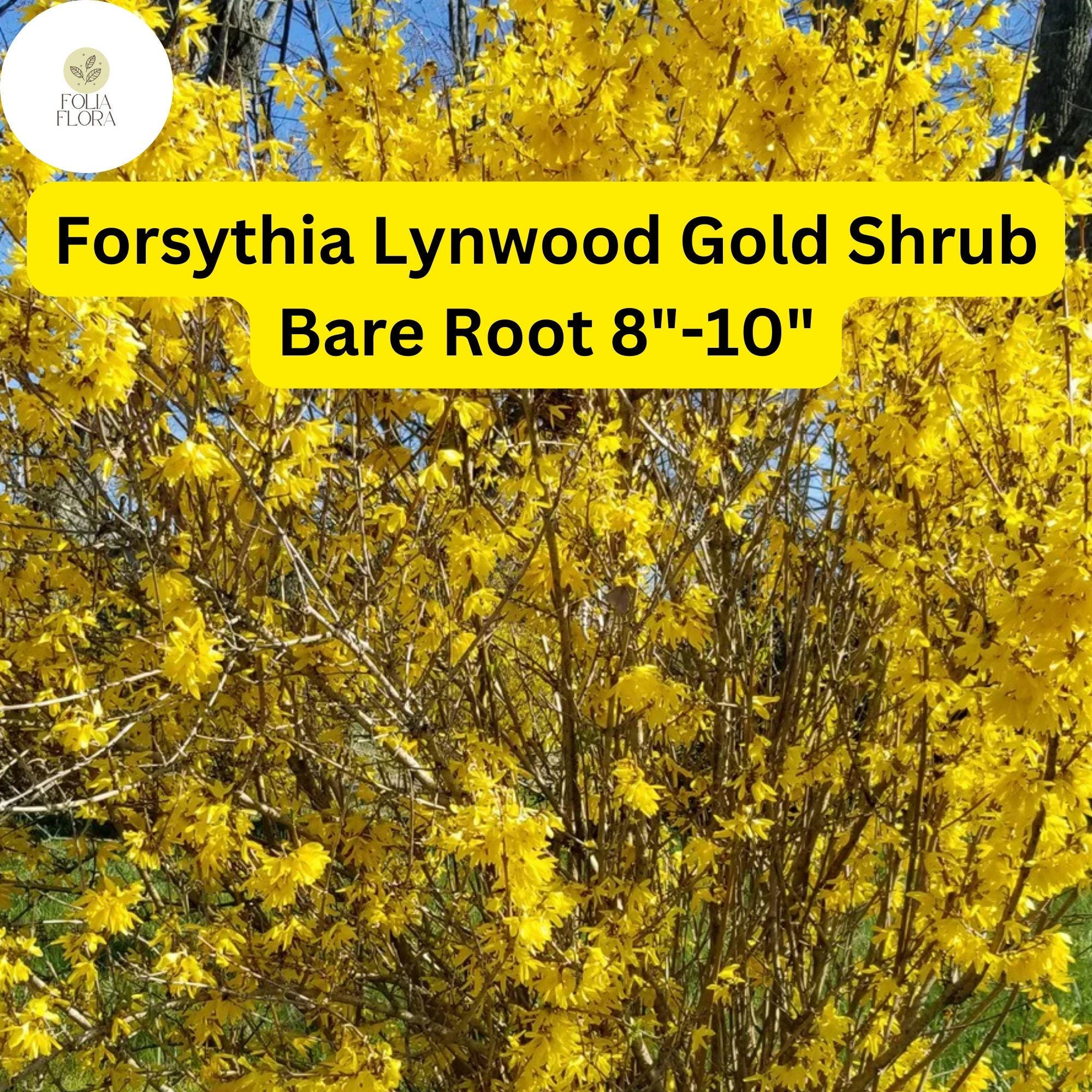 Lynwood Gold Forsythia Shrub Bare Root Plant – Bright Yellow Flowers, Fast-Growing, Hardy Forsythia x intermedia, Zones 4-9