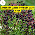 American Elderberry Bush Bare Root Plants – Edible Berries, Fragrant White Flowers, Wildlife-Friendly, Sambucus canadensis (2-Pack)
