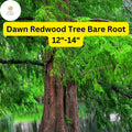Dawn Redwood Tree – 12-14" Live Bare Root Plant, Deciduous Conifer, Fast-Growing Ornamental Tree, Metasequoia glyptostroboides