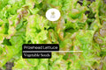 1000 Prizehead Lettuce Seeds – Heirloom, Sweet & Crisp, Heat-Tolerant, Non-GMO Lactuca sativa for Salad Gardens