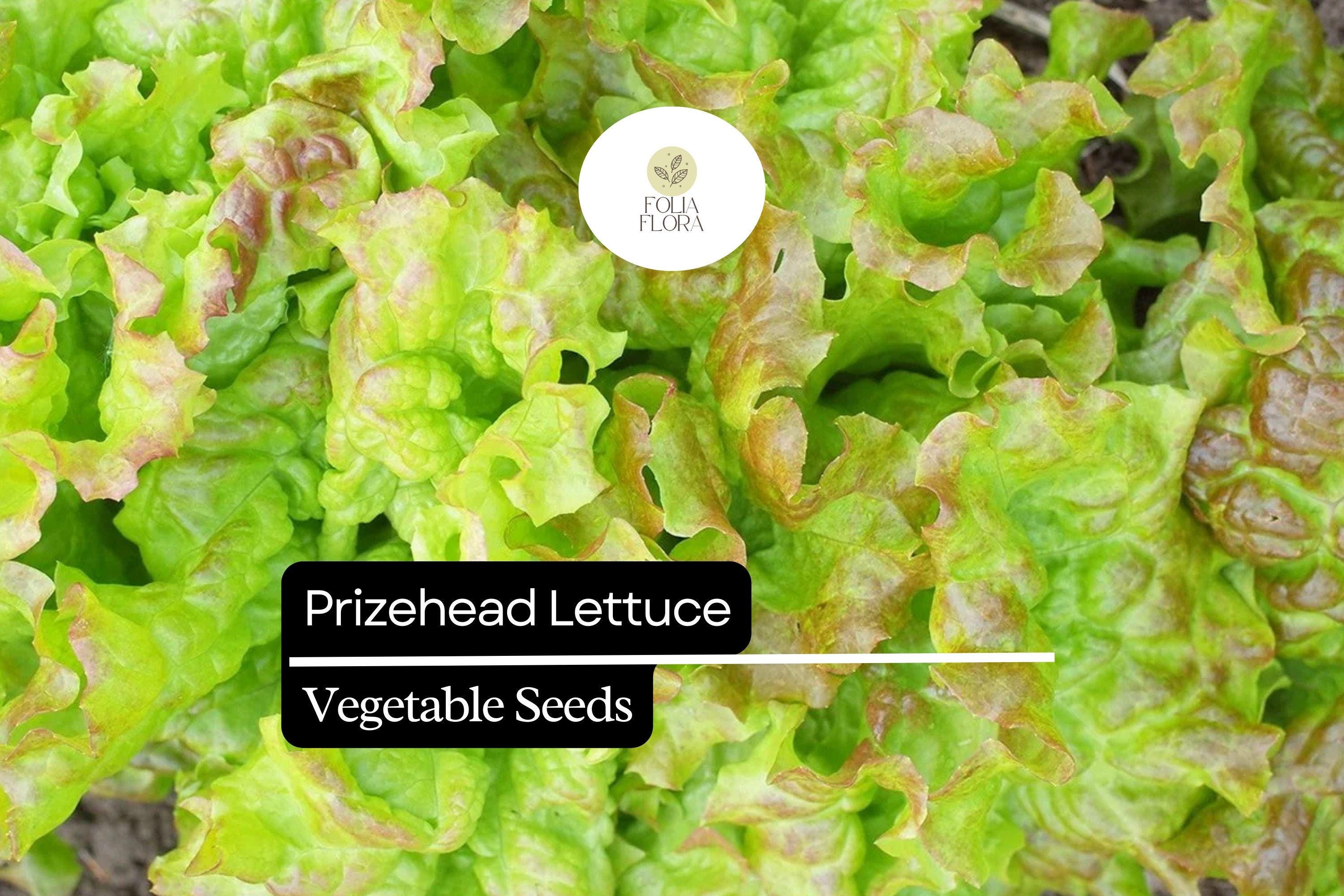 1000 Prizehead Lettuce Seeds – Heirloom, Sweet & Crisp, Heat-Tolerant, Non-GMO Lactuca sativa for Salad Gardens