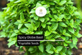 Spicy Globe Basil Seeds – Heirloom Ocimum basilicum, Aromatic Compact Herb for Containers & Gardens