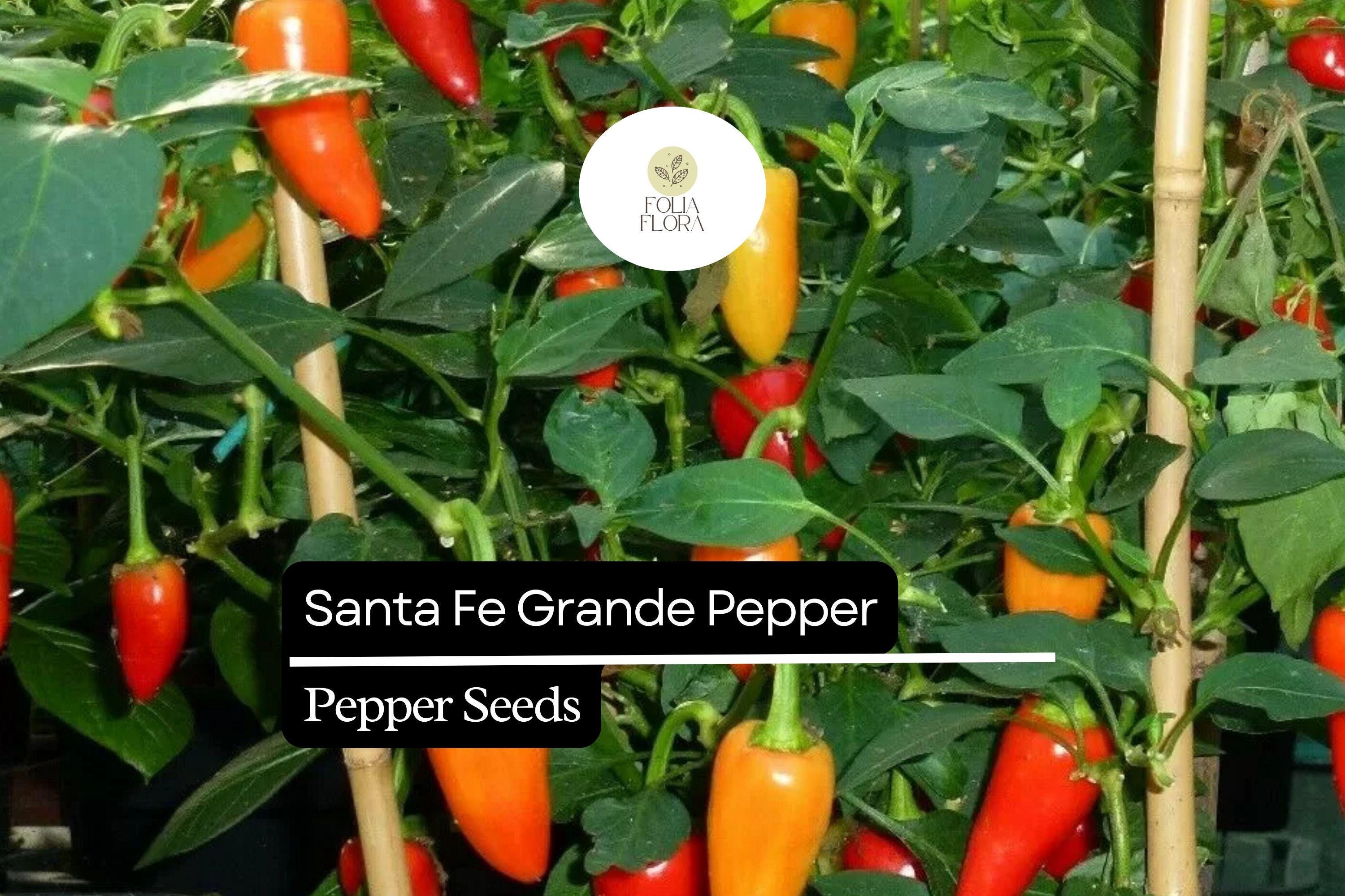 Santa Fe Grande Pepper Seeds – Heirloom Capsicum Annuum, Mildly Spicy, Colorful Ripening, High Yield, 3-4 Inch Conical Peppers