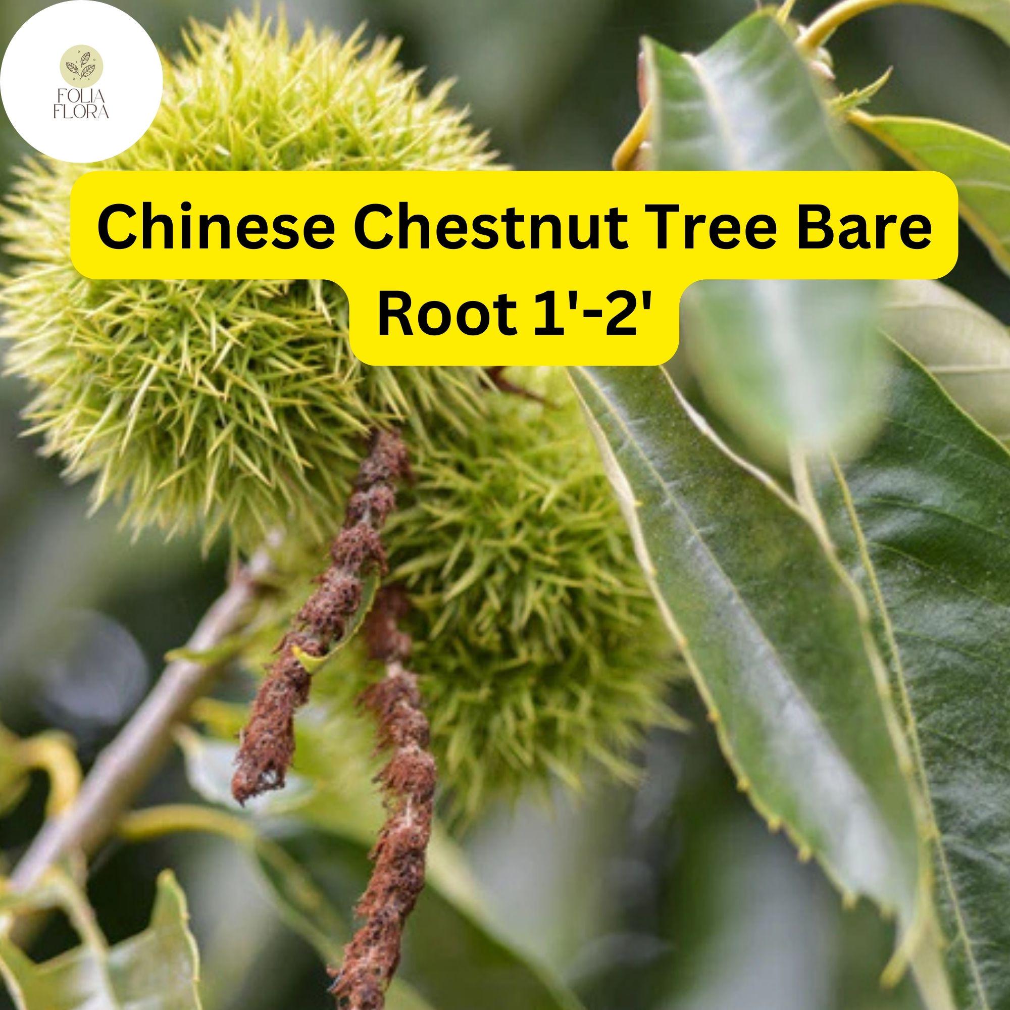 Chinese Chestnut Tree Bare Root 2-Pack | Edible Nuts, Disease-Resistant, Full Sun, Zones 4-8