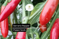 25 Serrano Pepper Seeds – Heirloom, Spicy, High-Yielding, Capsicum annuum, Medium-Hot Chili