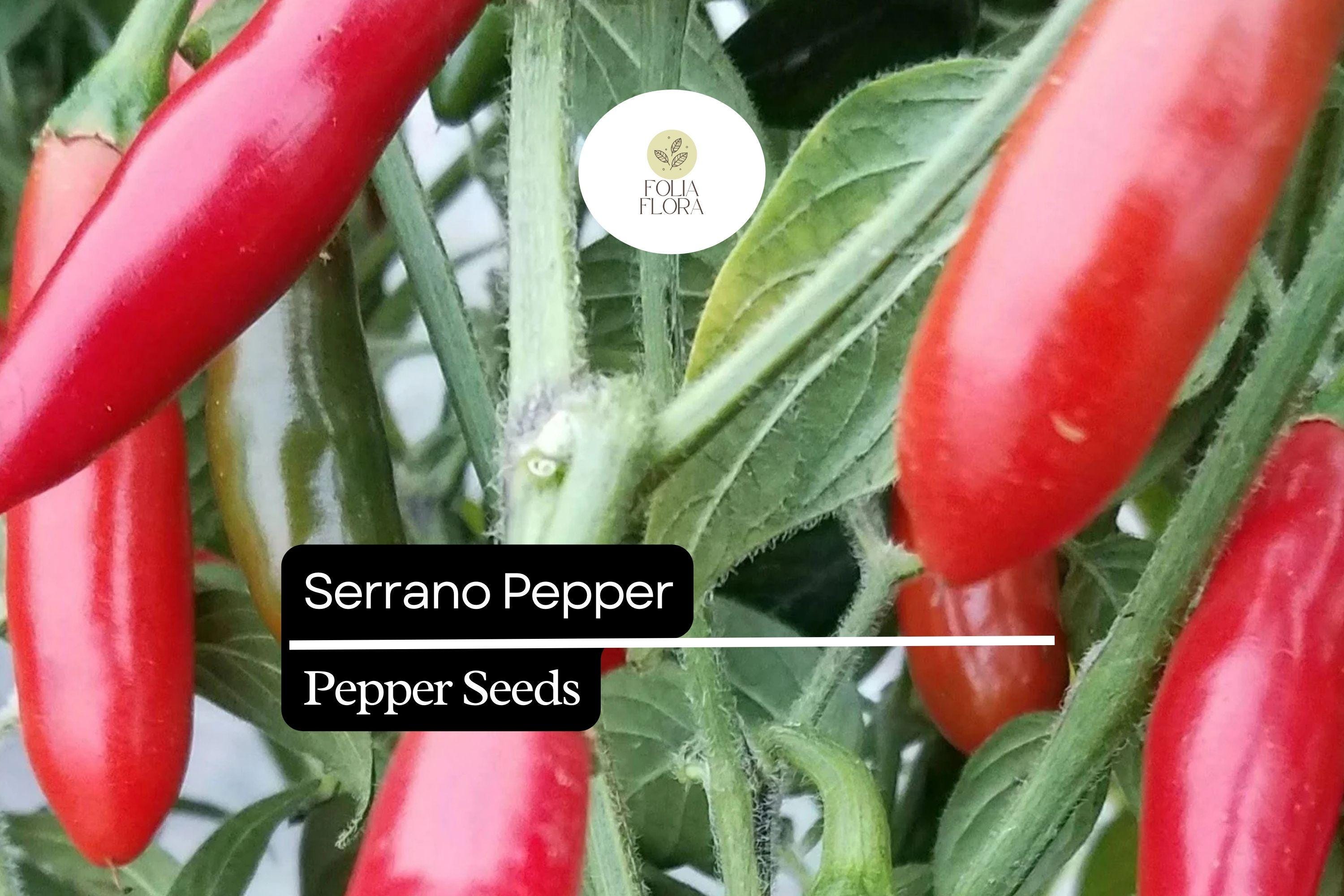 25 Serrano Pepper Seeds – Heirloom, Spicy, High-Yielding, Capsicum annuum, Medium-Hot Chili