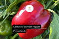 25 California Wonder Bell Pepper Seeds – Heirloom, Sweet & Crisp, High-Yielding, Capsicum annuum